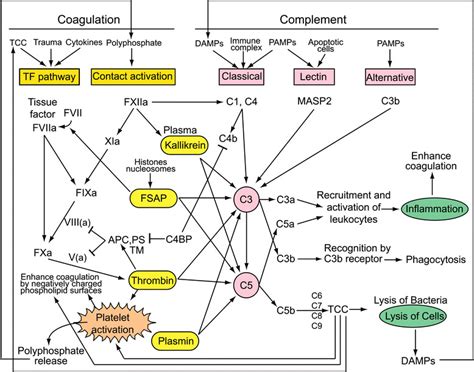 Crosstalks between coagulation, fibrinolysis and complement systems.... | Download Scientific ...