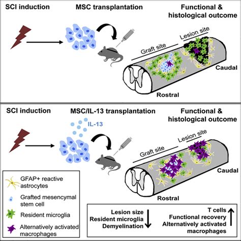 Cell-Based Delivery of Interleukin-13 Directs Alternative Activation of ...