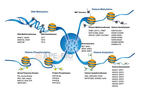 APExBIO - Chromatin/Epigenetics - Signaling Pathways