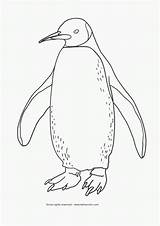 African Penguin Coloring Page Pages sketch template