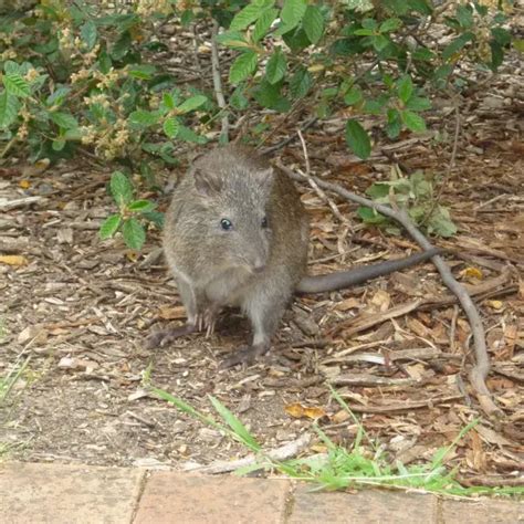 Long-Nosed Potoroo - Facts, Diet, Habitat & Pictures on Animalia.bio