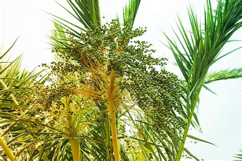 Premium Photo | Tree of a coconut cocos nucifera showing a bunch of beautiful coconut flowers in ...