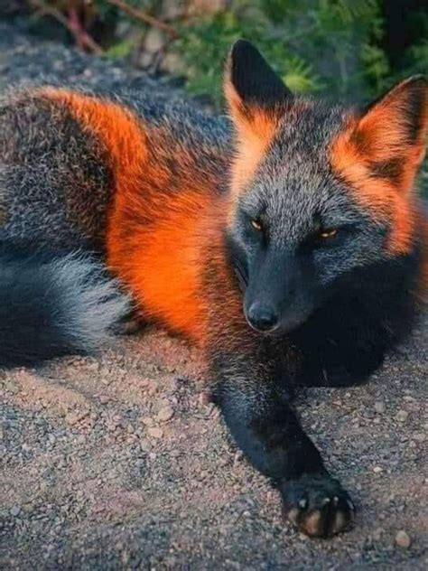 A melanistic fox, one of the rarest animals on the planet. | Rare animals, Animals, Animals ...