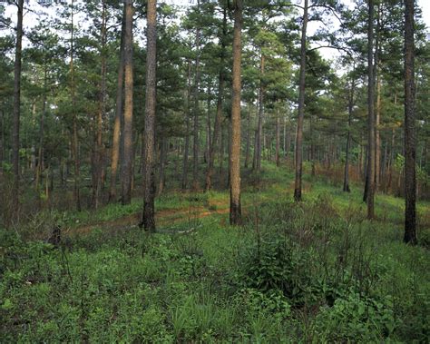 Arkansas State Symbols: Pine Tree - Only In Arkansas Grazing Animals ...