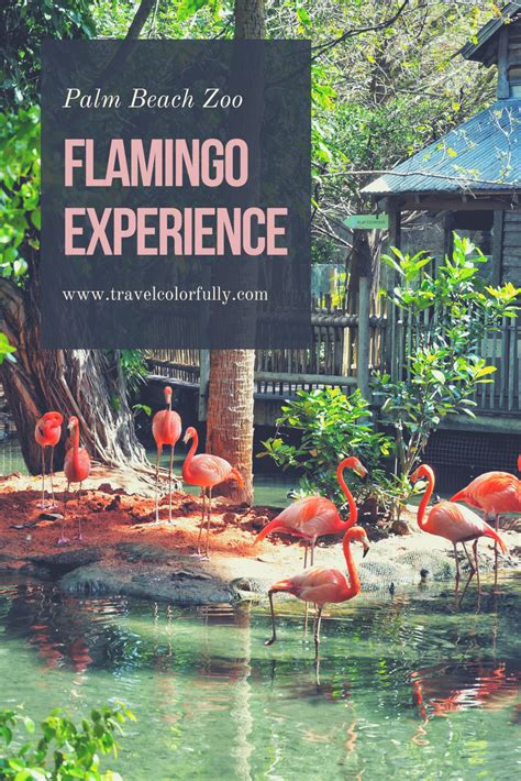 Hanging Out With Flamingos At The Palm Beach Zoo - #travelcolorfully