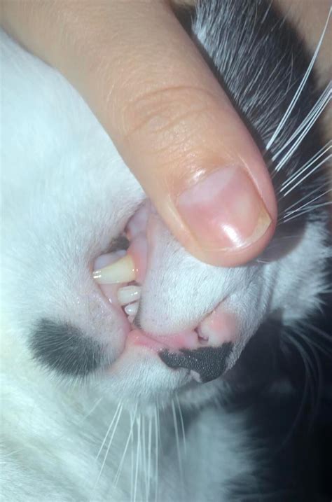 what causes white gums in cats - Towanda Leal