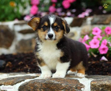 Tri-color Corgi puppy.. Duke | Corgi, Cute corgi puppy, Cute corgi