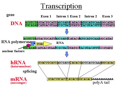 Mind and Molecular Genetics 2: New Genetic Landscape | Jon Lieff, M.D.