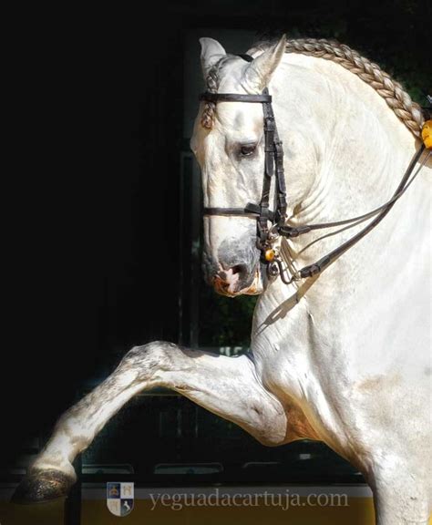 Traditional † Catholicism: The Carthusian Horse