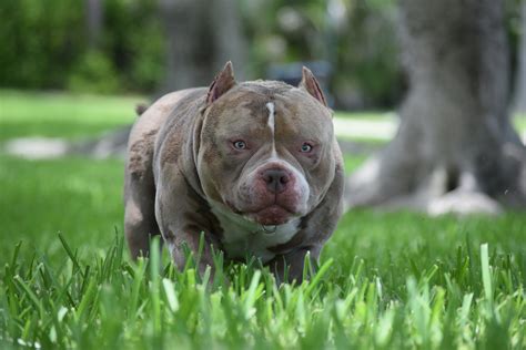 AMERICAN POCKET BULLY BREEDING. PHENOTYPE & GENOTYPE IN THE AMERICAN ...