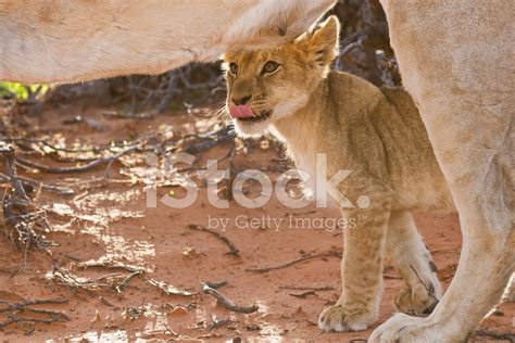 Lioness Female With Cubs Stock Photo | Royalty-Free | FreeImages