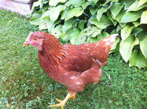 Is this Golden Comet hen, a rooster? | BackYard Chickens - Learn How to ...