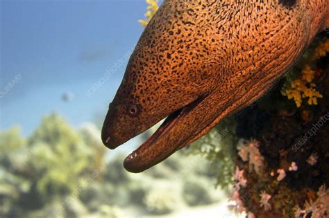 Giant moray eel - Stock Image - C010/0146 - Science Photo Library