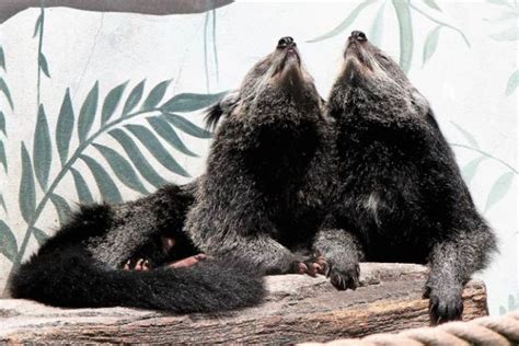 Binturong Facts, Pictures & In-Depth Information For Kids & Students