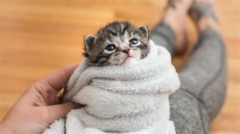 5 Ways to Comfort a Kitten – HousePetsCare.com