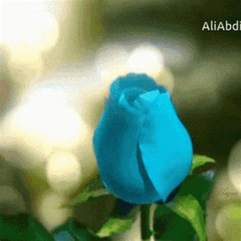 Roses GIF - Roses - Discover & Share GIFs Blue Roses, Purple Flowers, Spring Flowers, Wild ...