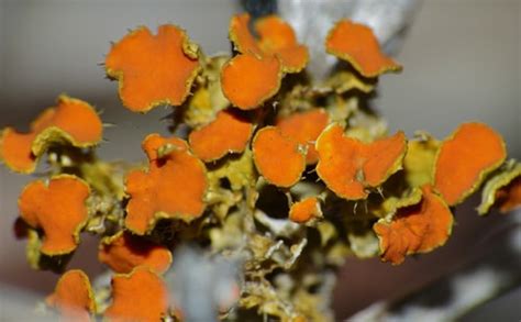 Learn about Nature | Fruticose Lichen - Learn about Nature