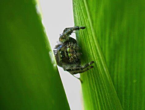 "Bold Jumping Spider" Images – Browse 59 Stock Photos, Vectors, and Video | Adobe Stock