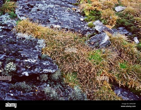 Antarctic hairgrass hi-res stock photography and images - Alamy