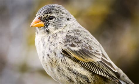 Darwin's finches face potential extinction | Inhabitat - Green Design ...