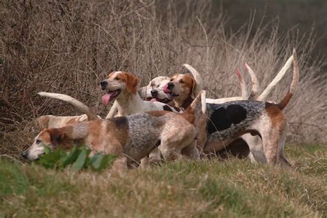 Are Hanoverian Hounds Good Hunters