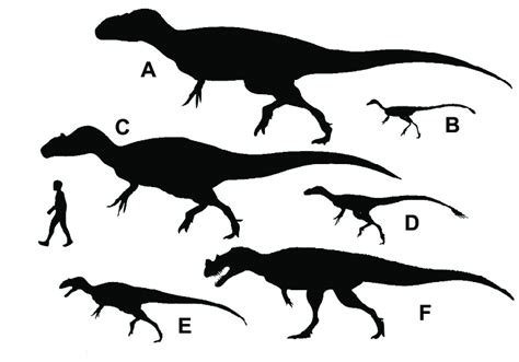 Allosaurus Size Comparison