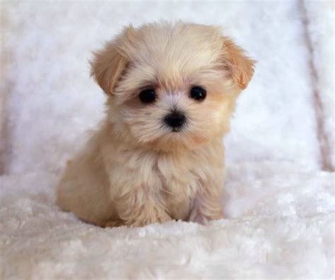 Fluffy puppy | Cute animals, Baby dogs, Cute dogs and puppies