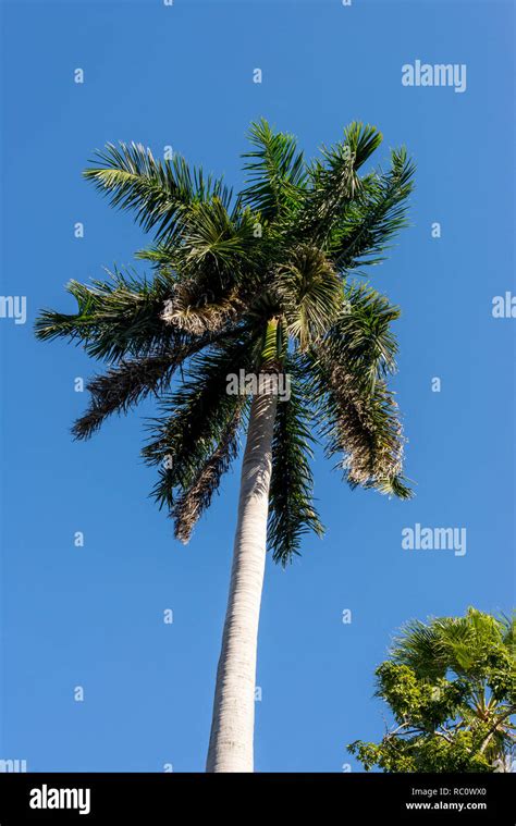 Royal Palm (Roystonea regia) tree is the National Cuban Tree a symbol of the country Stock Photo ...