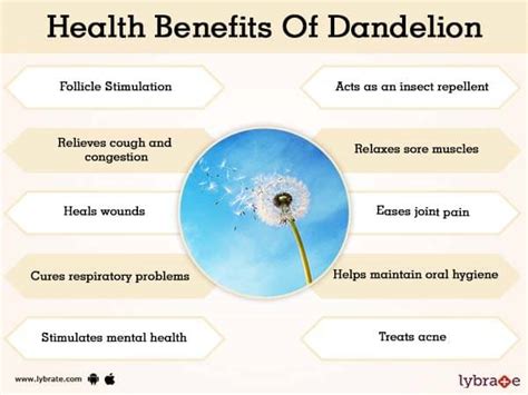 Benefits of DAndelion Tea And Its Side Effects | Lybrate