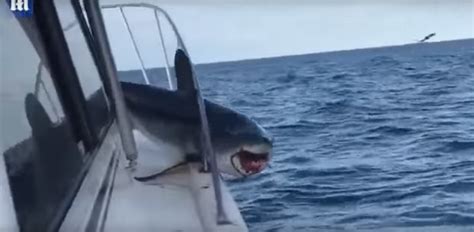 Huge Shark Jumps on Boat and Gets Stuck [WATCH]