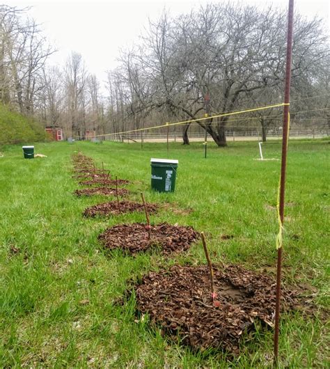 How To Start New Raspberry Canes For A High Yielding Berry Patch