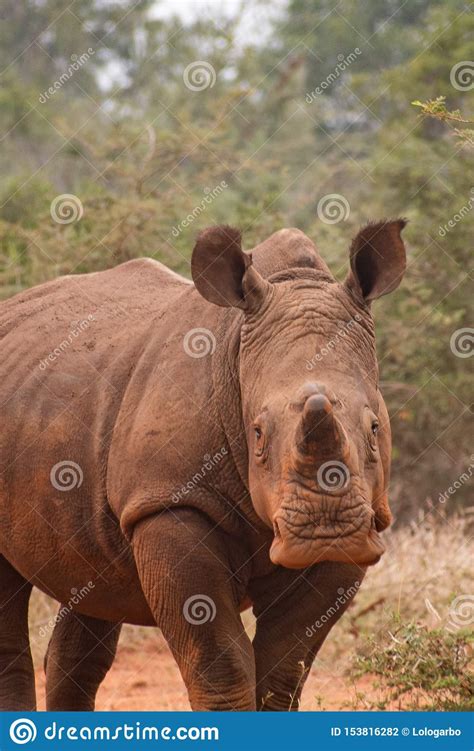 White Rhino in Africa stock photo. Image of animals - 153816282