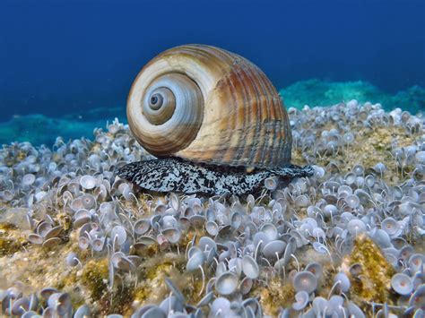 Giant Sea Snail