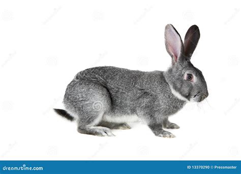 Grey rabbit stock photo. Image of nice, isolated, domestic - 13370290