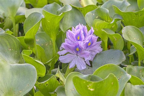 Pistia, or Water Lettuce Flowers Stock Photo - Image of gardens, flower: 184327476