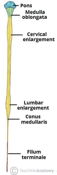 The Spinal Cord - Meninges - Vasculature - TeachMeAnatomy