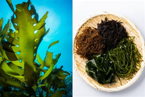 Seaweed: The Edible Forests of the Ocean | Web Japan