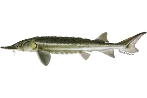 Green Sturgeon | NOAA Fisheries