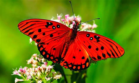 Significado de las mariposas - Simbología, mitos y sueños