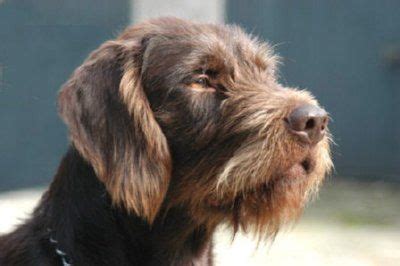 pudelpointer | Animals and pets | Pinterest | Best Dog, Poodle and German wirehaired pointer ideas