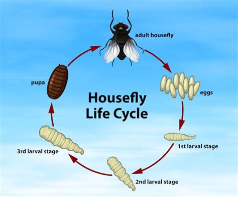 Housefly Images | Free Vectors, Stock Photos & PSD