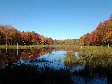 Fall Foliage, Wisconsin - Timberland Investment Resources