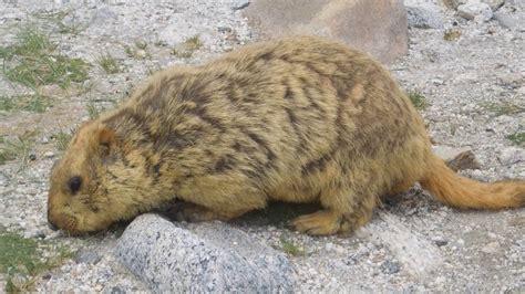 Marmot species in Ladakh - YouTube