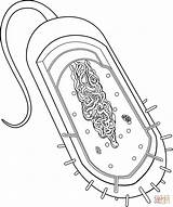 Prokaryote Cell Coloring Pages sketch template