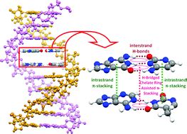 π-Cooperativity effect on the base stacking interactions in DNA: is ...