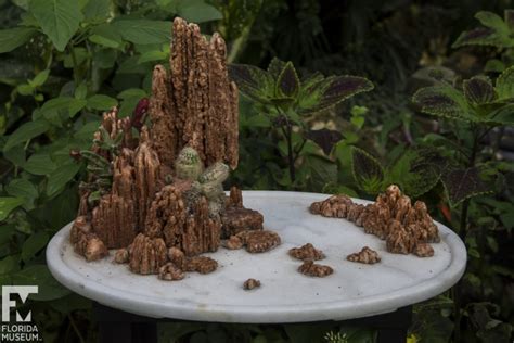 Magnificent Miniature Landscapes: A Chinese Penjing Display – Florida ...