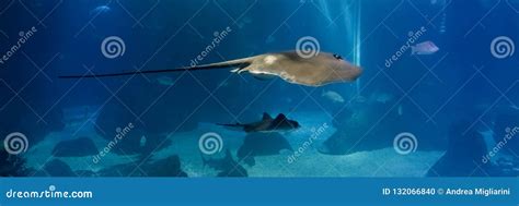 Manta Ray Fish Swimming in an Oceanic Habitat Stock Photo - Image of fishing, animal: 132066840