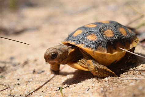 "Baby Gopher Tortoise " Posters by StoreyInSeconds | Redbubble