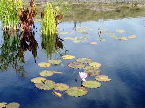 Lily Pads in reflecting pond – Photos Public Domain