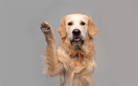 Golden Retriever Dog Doing Trick Stock Photo - Image of retrievers ...